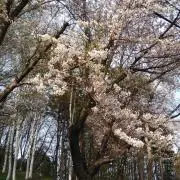 Naja