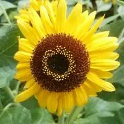 ひまわり56の画像