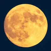 サラパパ | 24時間以内発送の画像