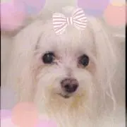 おけい
