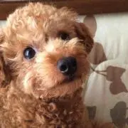 チャボ