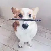 coroの画像