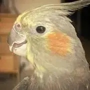 ひよこ【値下げ不可】の画像