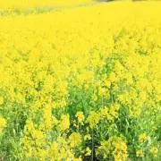 ABKMI.の画像