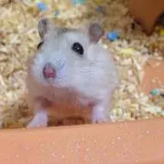 てん@まとめ買いでお値引きします!の画像