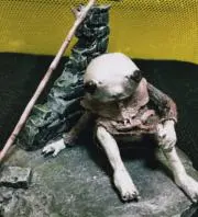 虫食いの画像