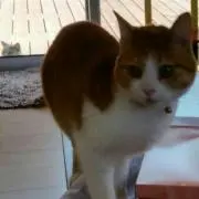 うずら