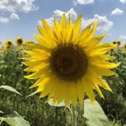 sunshineの画像