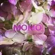 ❁❁❁MOMO❁❁❁