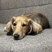 ちょこのすけの画像