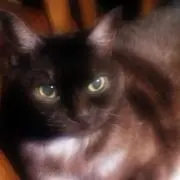 ねこのはる