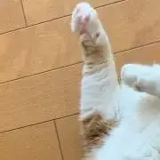aiの画像