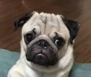 らいむしの画像