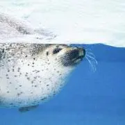 Cocomiの画像