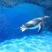 ふじの画像