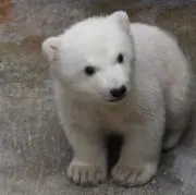 ぴぴぴちょんの画像