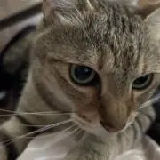リンダWの画像