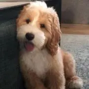 犬ずきん