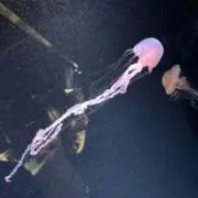 LUNAの画像