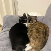 もかの画像