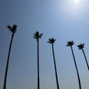 SAKURAの画像