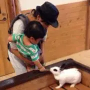 ひまわりの画像