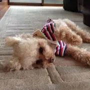 ピーの画像