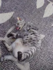 renの画像