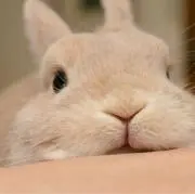 berryの画像