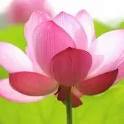 いっしーの画像