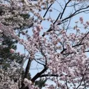 nyaの画像