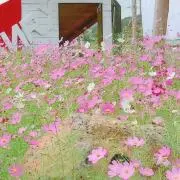 alの画像