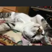 むーさん