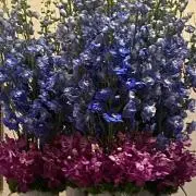 sakurakoの画像