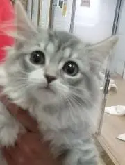 lucivoの画像