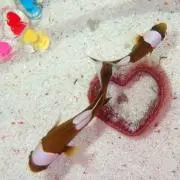 がろ