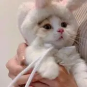 入院中の為発送が遅れてしまいます。の画像