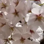 sakuraの画像