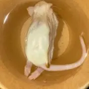 ggdtuの画像