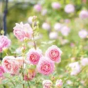 roseの画像