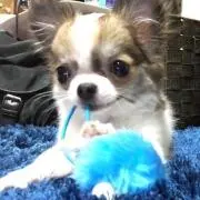 たんたんの画像