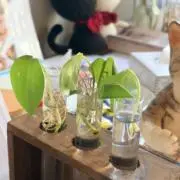 ウミ