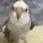 ウルフの画像