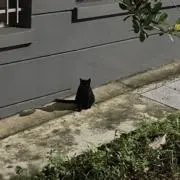 あおの画像
