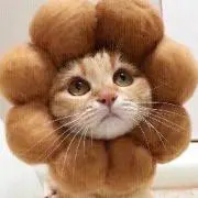 ねこの画像