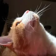 ☆ジェニー☆の画像