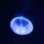 えぬ