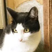 ねこ