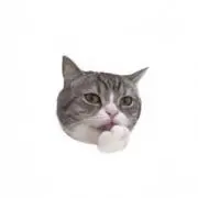 ねこ