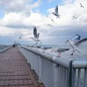 三毛猫の画像